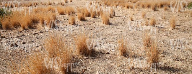 dry ground with shrubs