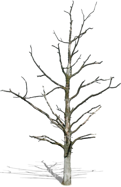 cut out small leafless tree