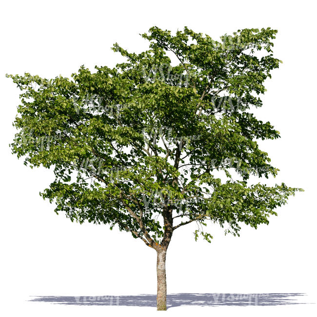 cut out decidious tree in summertime