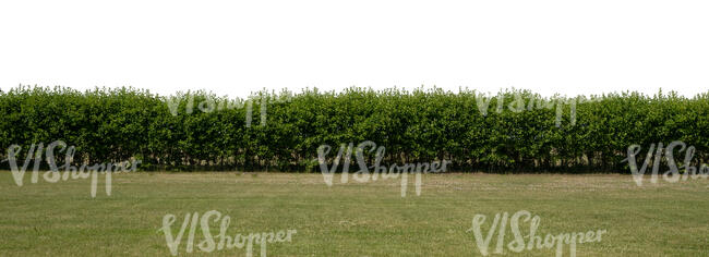 cut out deciduous hedge