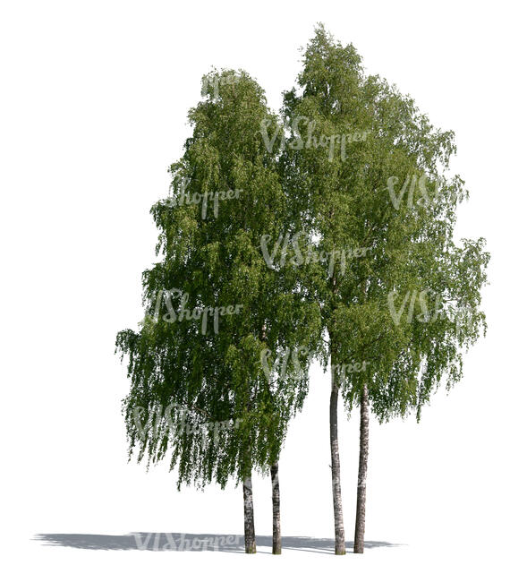 cut out group of birch trees