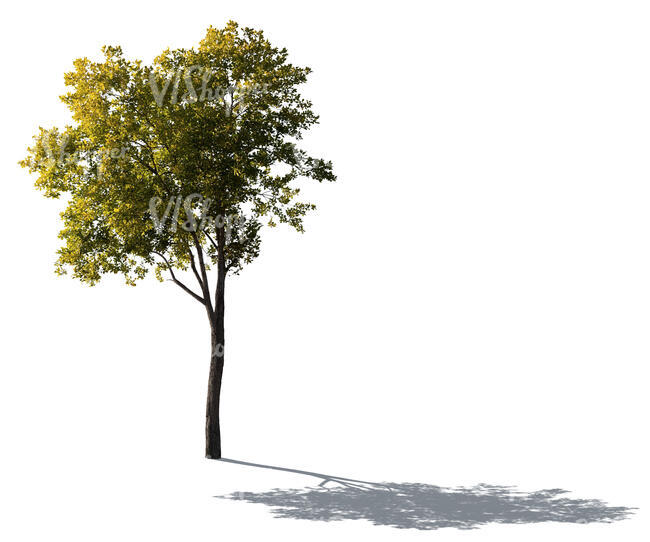 cut out backlit goat willow tree