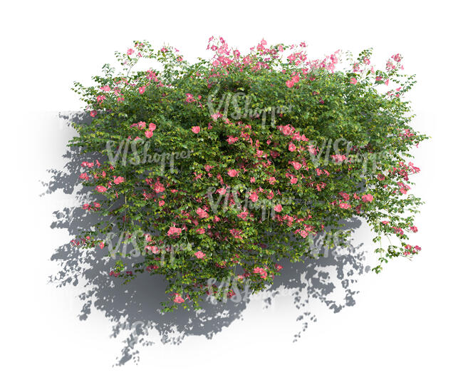 rendering of a blooming trumpet vine