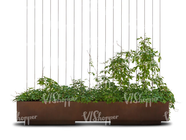 potted flowerbed with climbing plants