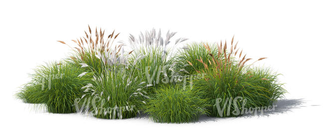 rendered image of a group of ornamental grasses