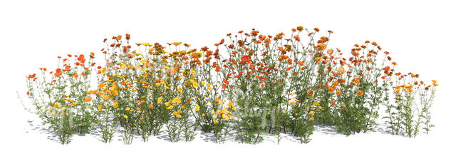 rendered composition of tall blooming flowers on transparent background