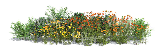 rendered composition of different blooming flowers and plants on transparent background