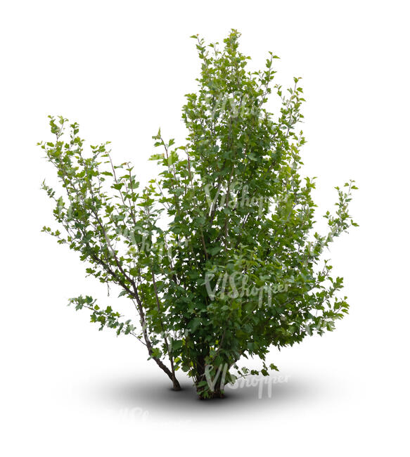 green bush in ambient light