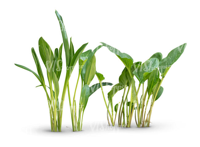 cut out group of tropical small plants