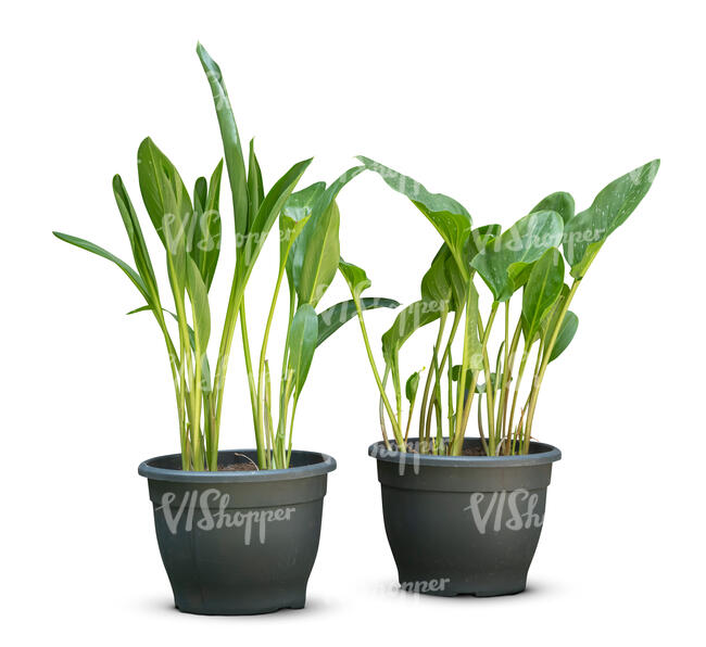 two cut out green potted plants