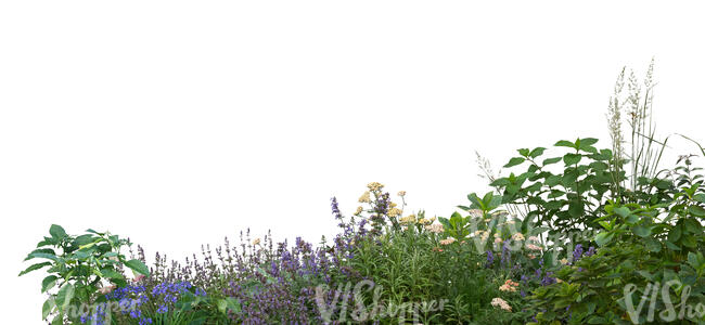 cut out group of green plants and grasses in foreground