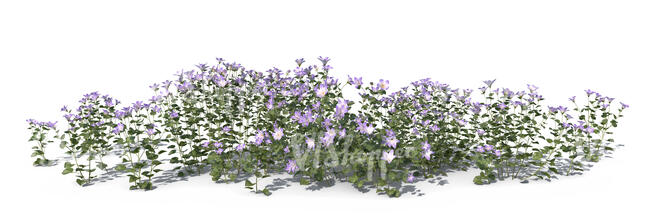 large group of blooming delicate purple flowers