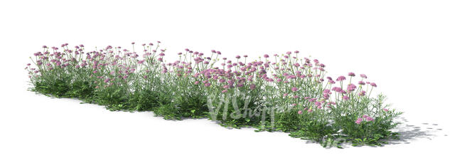 rendered image of blooming field scabious