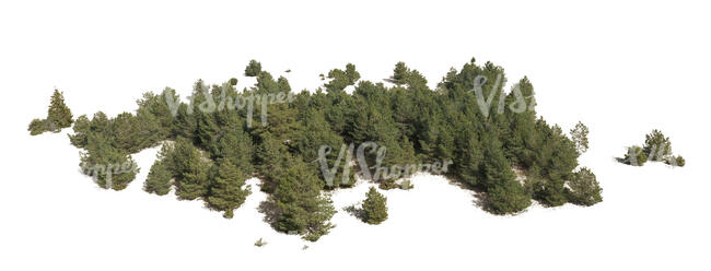 large group of juniper trees seen from above