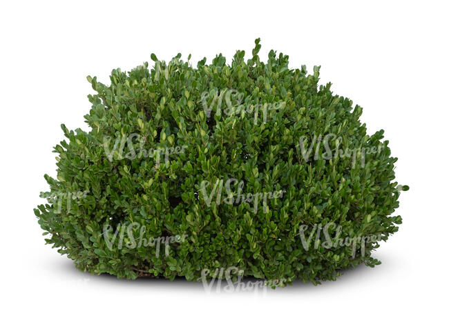 cut out green bush
