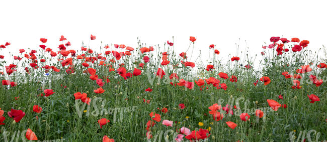 cut out foreground of blooming red poppy field
