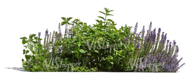 group of plants with blooming sage
