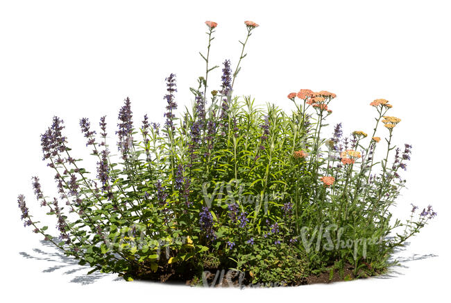 blooming group of flowers