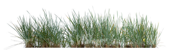 flowerbed with ornamental grass