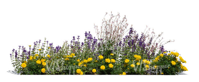 cut out blooming flowerbed