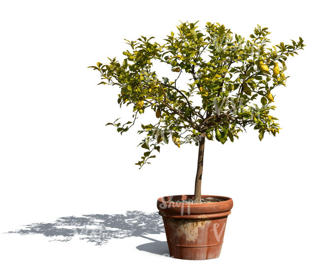 potted small lemon tree with lemons