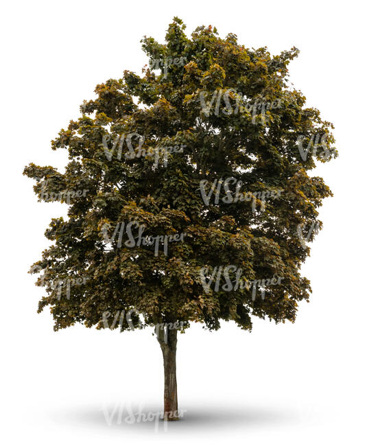 cut out maple tree in shade