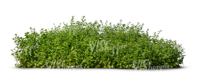 cut out green hedge bush