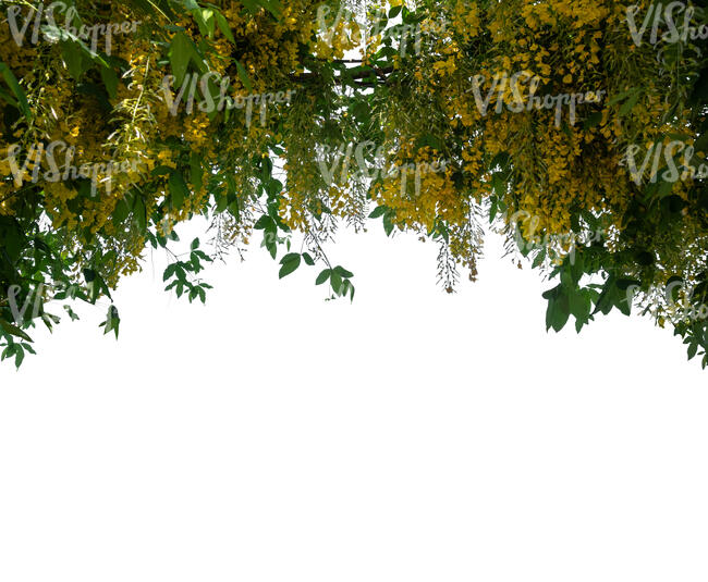 branch of a blooming golden rain plant 