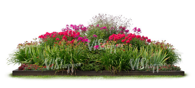 composition of blooming red and pink flowers
