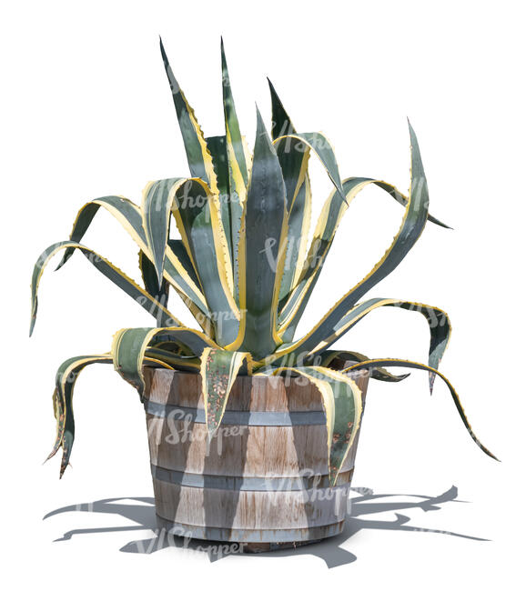 tropical plant in a wooden pot