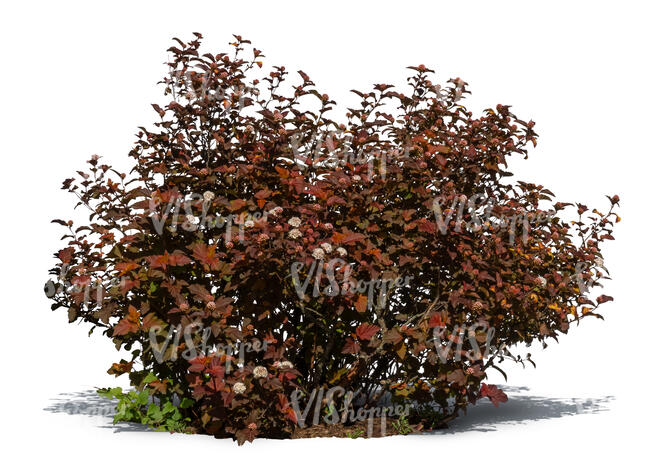 cut out bush with red leaves and blossoms