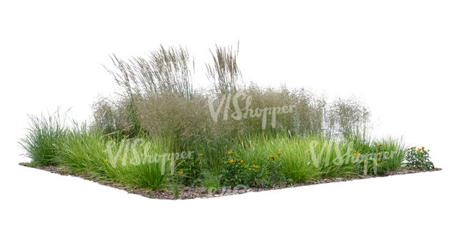 cut out composition if different ornamental grasses and plants