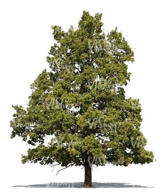 cut out very big oak tree