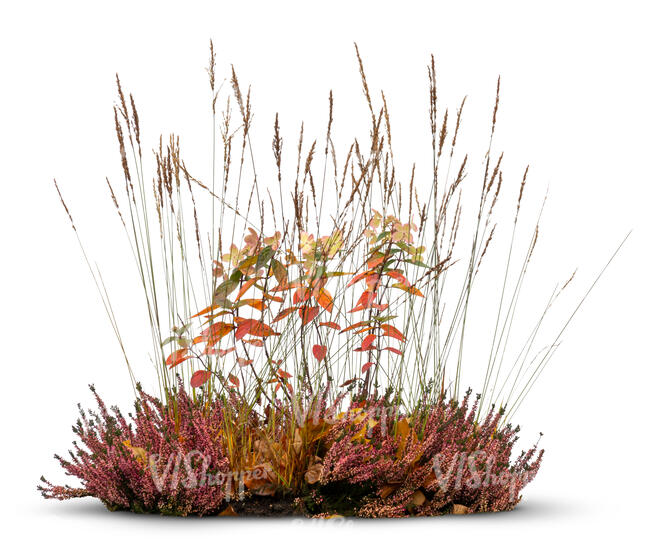 composition of plants and flowers in autumn