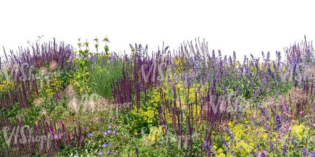 foreground with blooming different plants